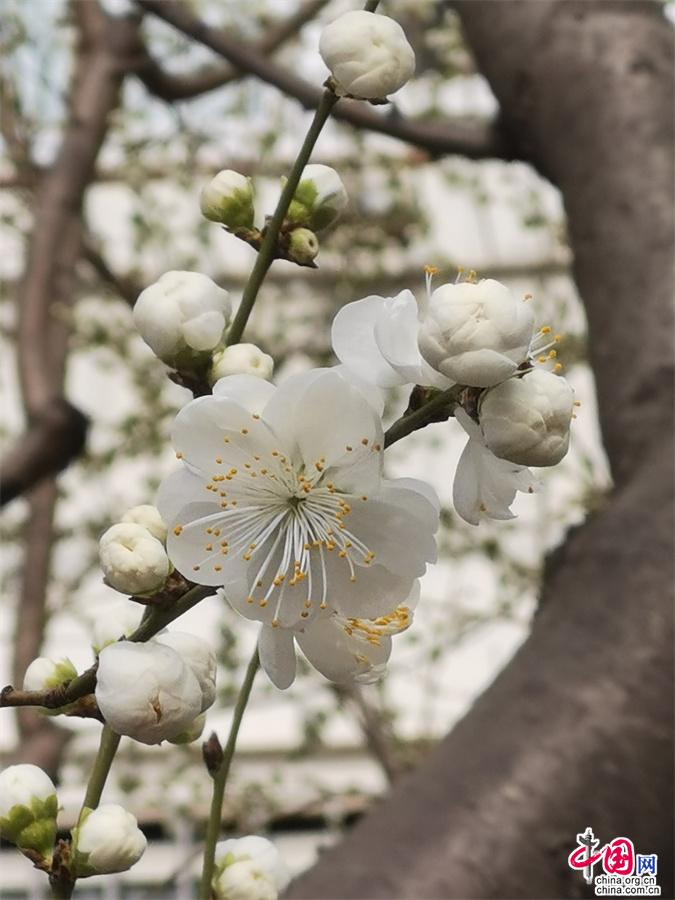 北京推27个最美赏花点 城区和郊区赏花日期出炉