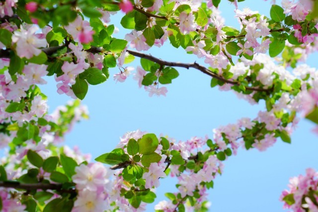 河南汝阳：繁花似锦满眼春