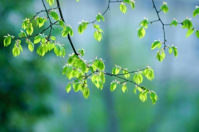 河南汝阳：繁花似锦满眼春
